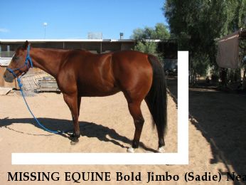 MISSING EQUINE Bold Jimbo (Sadie) Near Yuma, AZ, 85366